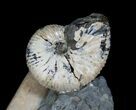 Three Hoploscaphites Ammonites + Baculites #6125-3